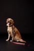 Touchdog 'Lumiglow' 2-in-1 USB Charging LED Lighting Water-Resistant Dog Leash and Collar